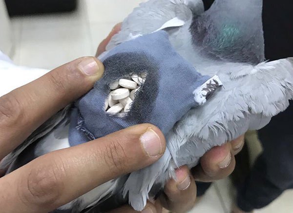 drug-pigeon